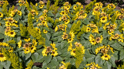 Sunflowers Plastic in Amsterdam Netherlands