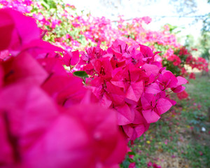 Bougainvillea on garden background.Large flowering spreading shrub of pink Bougainvillea (paper flower) tropical flower climber vine landscape plant isolated on green garden background.Close up.