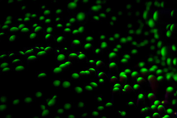 The tentacles of an anemone glow fluorescent under blue light on a reef in the Philippines. This area is the northernmost part of the Coral Triangle and harbors extraordinary marine biodiversity.