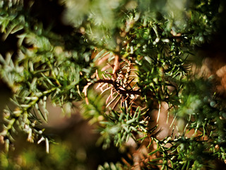 close-up of the needles of a coniferous bush