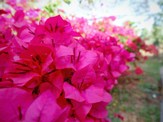 Bougainvillea on garden background.Large flowering spreading shrub of pink Bougainvillea (paper flower) tropical flower climber vine landscape plant isolated on green garden background.Close up.