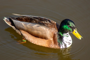 kaczor © Henryk Olszewski