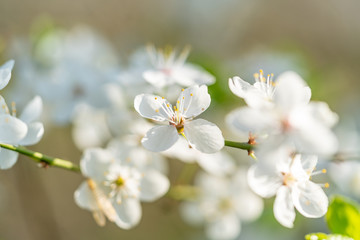 Kirschblüte