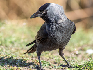 Kawka © Henryk Olszewski