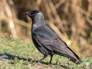 Kawka