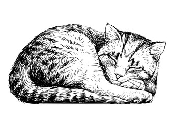 Cat. Wall sticker. Sketch, artistic, realistic portrait of a cute sleeping cat on a white background.
