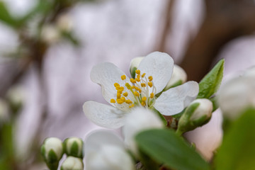 Blooming white plum flower on the tree
