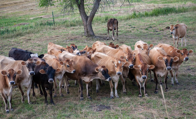 A herd of cows pose for the camera