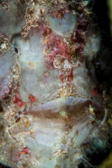 A Giant frogfish, Antennarius commersonii, hides itself on a healthy reef in the Philippines. This area is the northernmost part of the Coral Triangle and harbors extraordinary marine biodiversity.