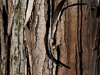 brown-gray bark of a coniferous shrub