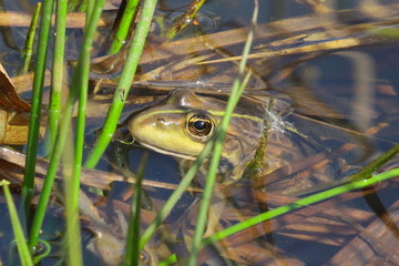 frosch