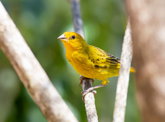 Sicalis Flaveola, Canário-da-terra, Saffron Finch 