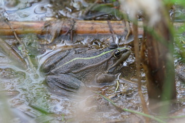 frosch