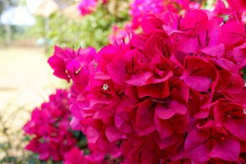 Bougainvillea on garden background.Large flowering spreading shrub of pink Bougainvillea (paper flower) tropical flower climber vine landscape plant isolated on green garden background.Close up.