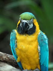 Blue-throated macaw with a bright yellow belly, turquoise wings and head, and dark blue throat and stripes around the eyes is perched on a wood branch against a blurred green background.