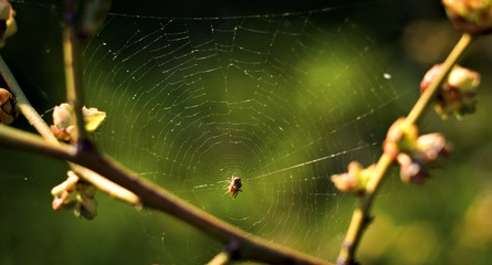 spider and spider web on a green background