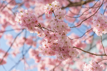 Kirschblüte