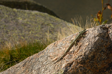 reptil en gredos