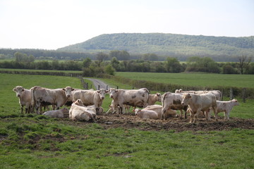 Naklejka na ściany i meble Blonde d'aquitaine domestic beef cattle herd