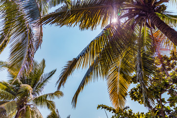 Plakat Coconut tree