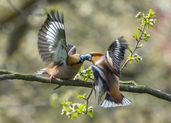 wiosenne ptaki © dejuna