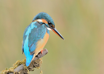 Martín pescador posado en una rama con musgo sobre un  fondo verde amarillento (Alcedo atthis)...