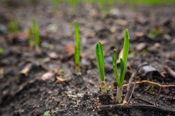 Brotes de plantas 