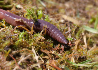 Ein Regenwurm (Lumbricus terrestris) kriecht durch Moos und Gras, Nahaufnahme