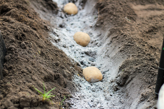 Potatoes laid in ash-fertilized holes in a row. The process of spring planting potato tubers in the garden