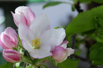Apfelbaumbl&uuml;te Nahaufnahme im Schatten mit Knospen