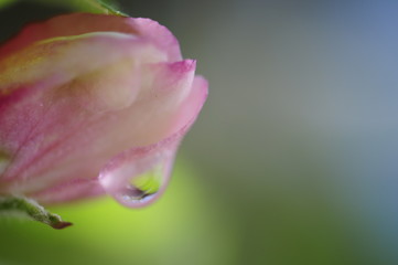 Apfelbaumbl&uuml;te mit Tautropfen Nahaufnahme
