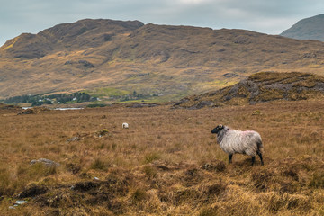 Sheep in Connemara