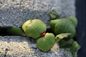 Steingarten Nahaufnahme