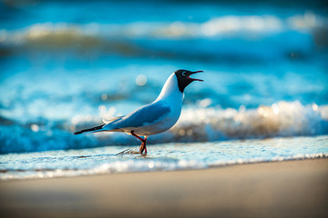 A funny seagull walking on a shore of the Baltic sea