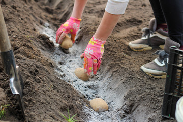 A female hand in a glove and a scoop scatters the ashes in the garden before planting potatoes. The process of fertilizing the soil before growing potatoes