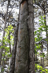 Harzernte bei Föhren