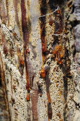 Harztropfen bei Ernte auf F&ouml;hren