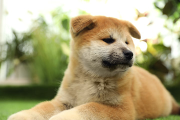 Cute Akita Inu puppy on green grass outdoors. Baby animal