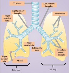 Lungs, along with trachea, bronchi, bronchioles, alveoli, lobes of lungs