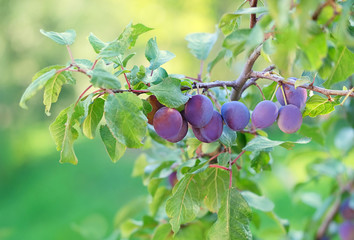 ripe plum fruit on tree. fresh organic fruits with green leaves in garden. harvest season. 