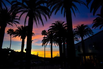 Palm Tree Sunset Los Angeles 