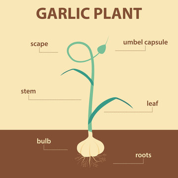vector diagram showing parts of garlic whole plant - agricultural infographic scheme with labels for education of biology - umbel capsule, scape, leaf, stem, roots system, bulb