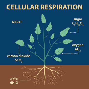 vector diagram showing parts of whole plant - agricultural infographic scheme with labels for education of biology - night cellular respiration - carbon dioxide, oxygen, sugar and water