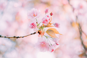 Branches of blossoming sakura with flowers, beautiful blurred spring background.