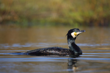 
Cormorant after swimming in the spring