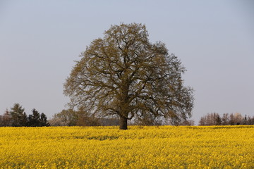 Alter Baum in einem blühenden Rabsfeld bei Menden im Sauerland