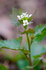 Flower of а garlic mustard petiolata close-up against blurred background.