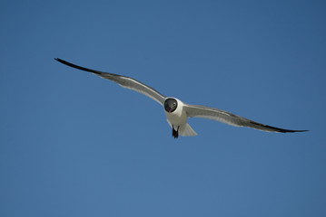 Laughing Gulls flying on beach in Ft. DeSoto, Florida USA