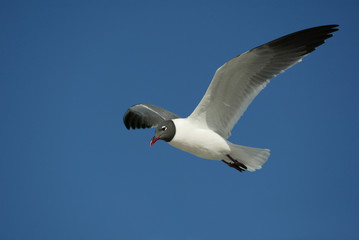 Laughing Gulls flying on beach in Ft. DeSoto, Florida USA