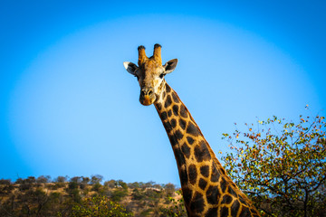 Obraz premium giraffe in the sky